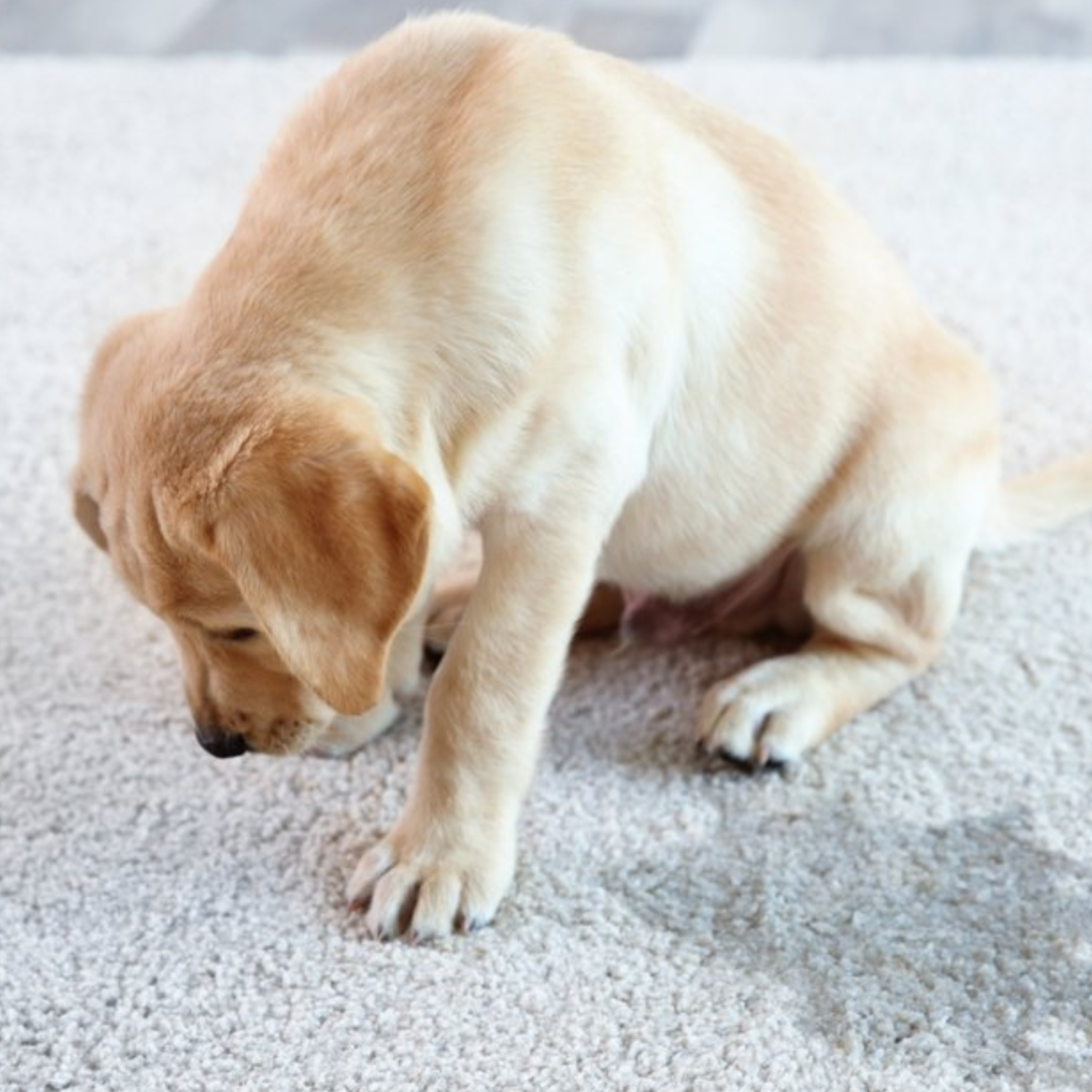 Pet stains on carpet