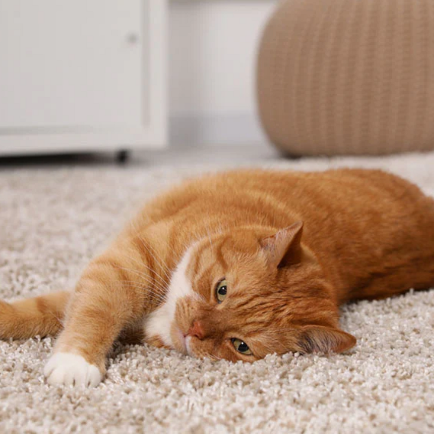 Pet stains on carpet